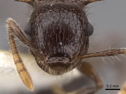 Meranoplus armatus - CASENT0922936