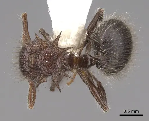 Meranoplus armatus - CASENT0922937