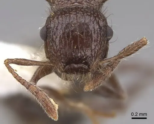 Meranoplus armatus - CASENT0922937