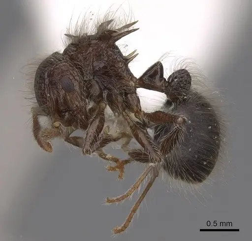 Meranoplus armatus - CASENT0922937