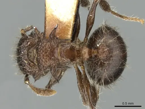 Meranoplus astericus specimen