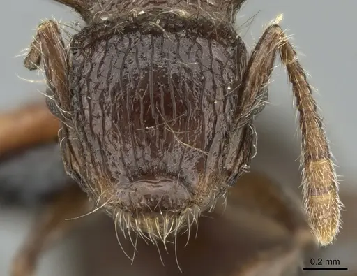 Meranoplus astericus specimen