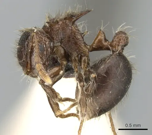 Meranoplus astericus specimen