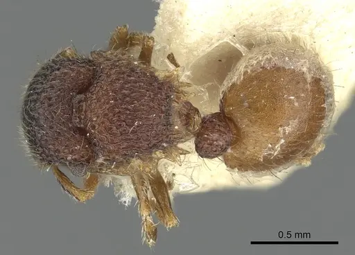 Meranoplus aureolus specimen