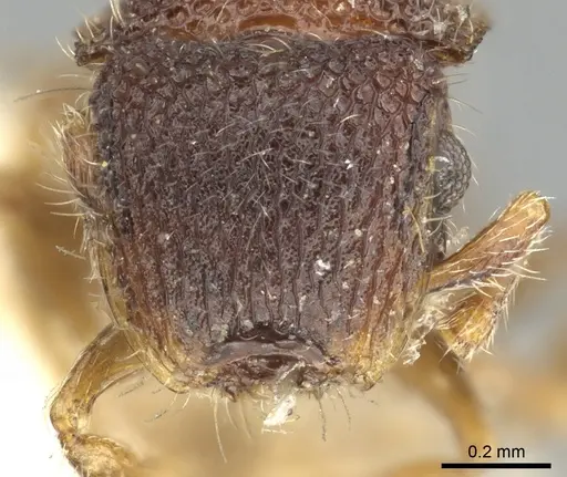 Meranoplus aureolus specimen