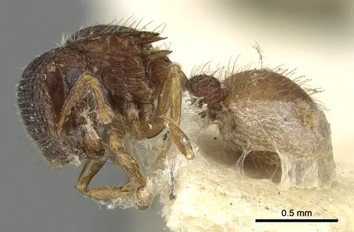 Meranoplus aureolus specimen