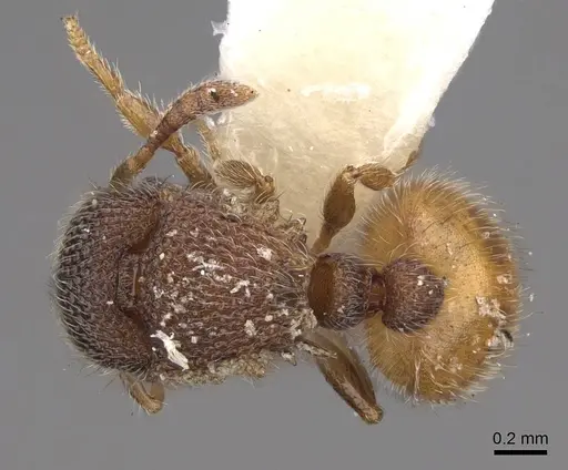 Meranoplus aureolus - CASENT0922918