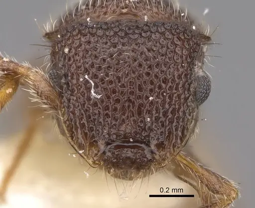 Meranoplus aureolus - CASENT0922918