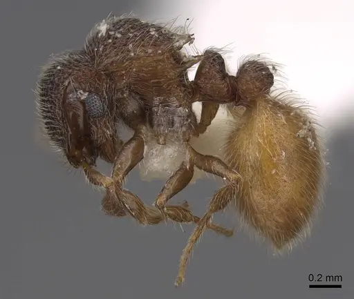 Meranoplus aureolus - CASENT0922918