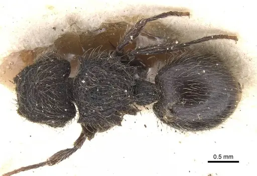 Meranoplus barretti specimen