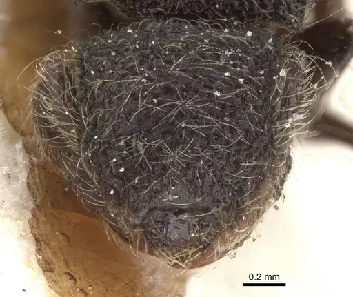 Meranoplus barretti specimen