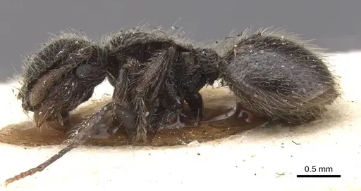 Meranoplus barretti specimen