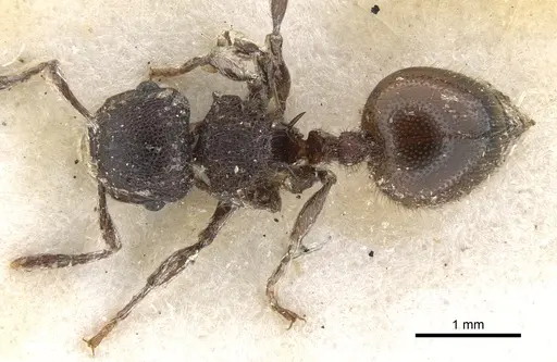 Meranoplus bellii specimen