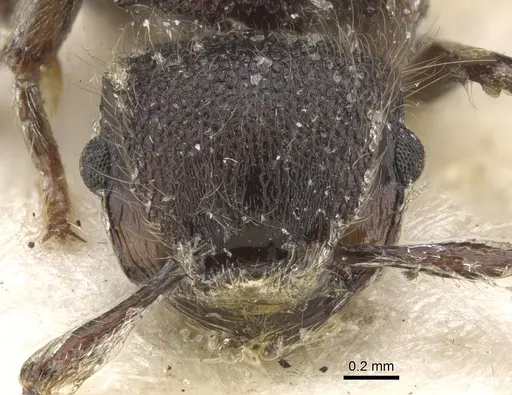 Meranoplus bellii specimen