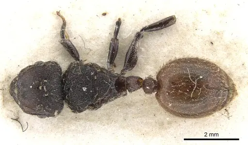 Meranoplus bellii - CASENT0902024