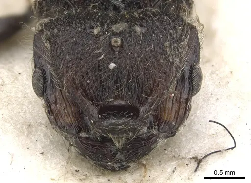 Meranoplus bellii - CASENT0902024