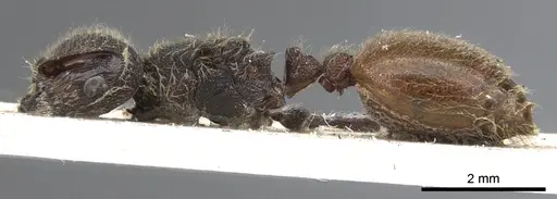 Meranoplus bellii - CASENT0902024