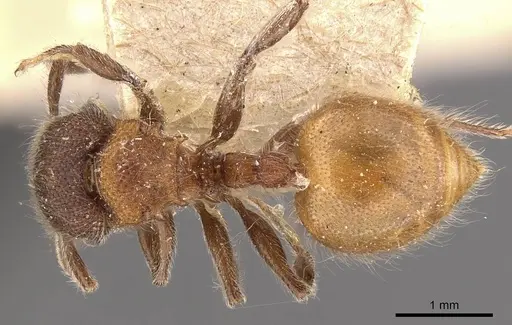 Meranoplus bellii - CASENT0908933