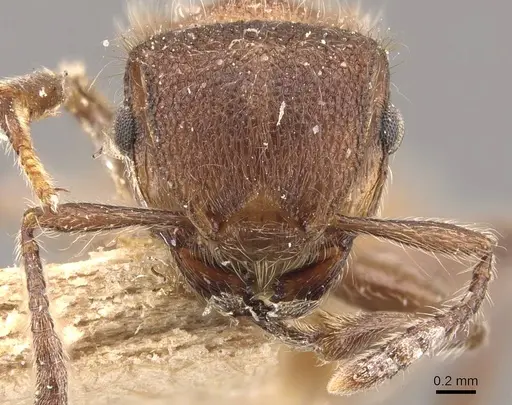 Meranoplus bellii - CASENT0908933