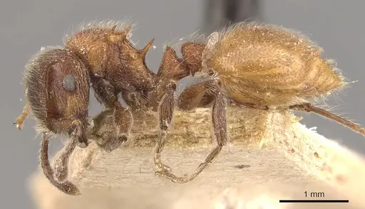 Meranoplus bellii - CASENT0908933