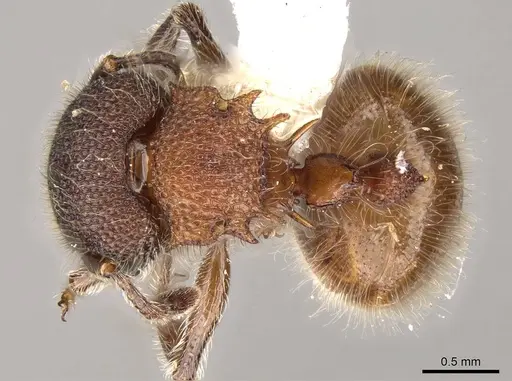 Meranoplus bellii - CASENT0914051