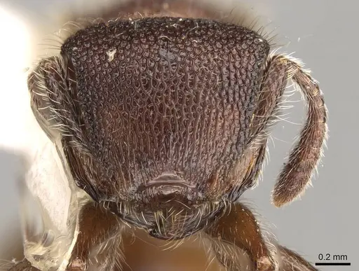 Meranoplus bellii - CASENT0914051