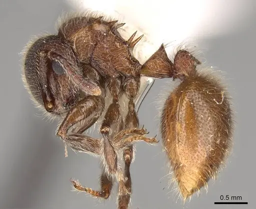 Meranoplus bellii - CASENT0914051