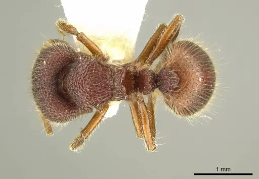 Meranoplus berrimah specimen