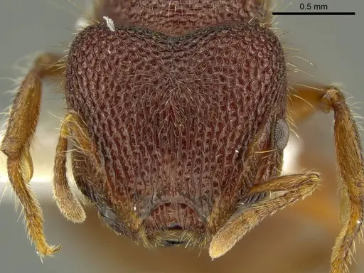 Meranoplus berrimah specimen