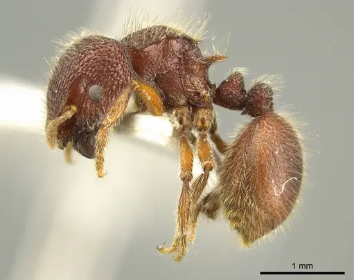 Meranoplus berrimah specimen