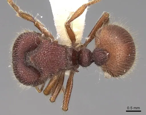 Meranoplus berrimah - CASENT0922905