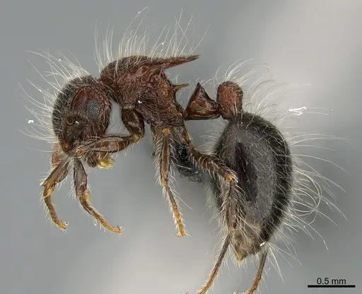 Meranoplus bicolor specimen