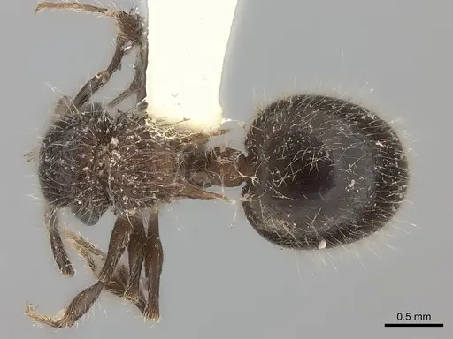 Meranoplus bicolor - CASENT0217854