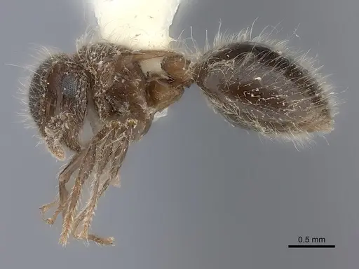 Meranoplus bicolor - CASENT0217854