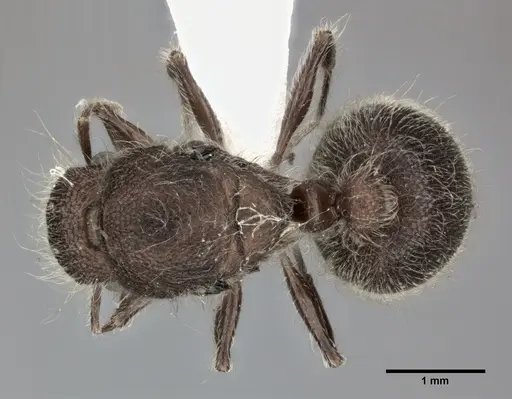 Meranoplus bicolor - CASENT0246059