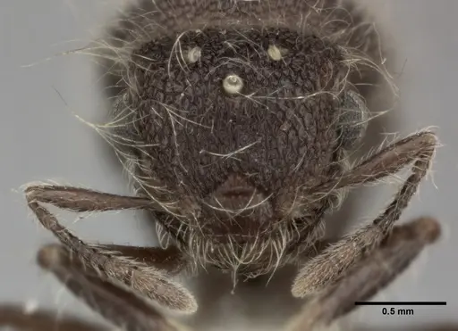 Meranoplus bicolor - CASENT0246059