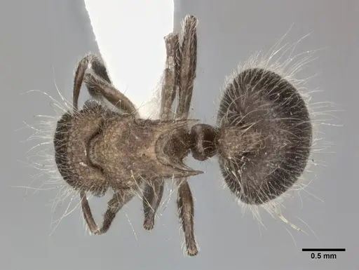 Meranoplus bicolor - CASENT0246060