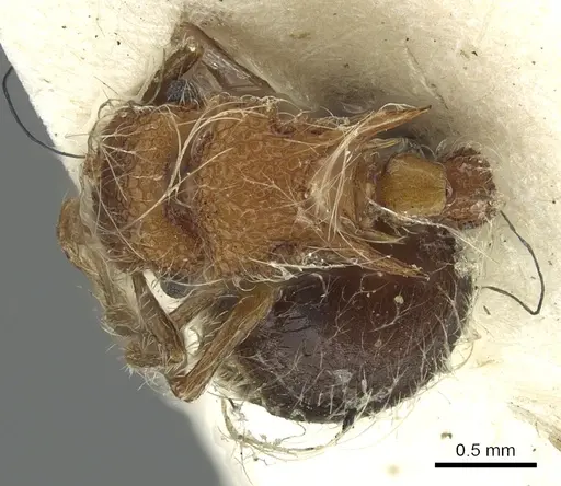 Meranoplus bicolor - CASENT0902027