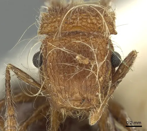 Meranoplus bicolor - CASENT0902027