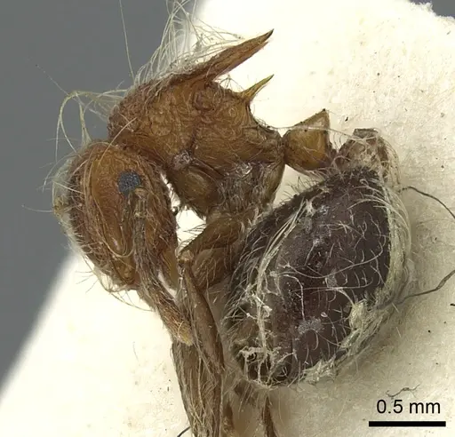 Meranoplus bicolor - CASENT0902027