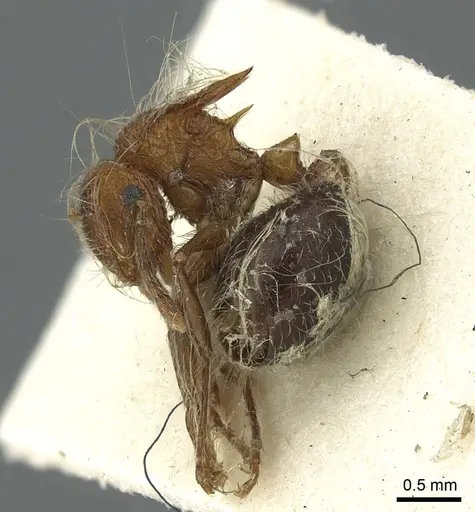 Meranoplus bicolor - CASENT0902027