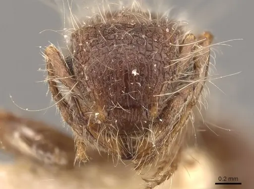 Meranoplus bicolor - CASENT0908934