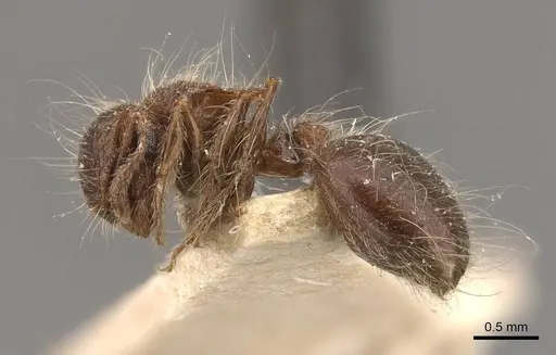 Meranoplus bicolor - CASENT0908934