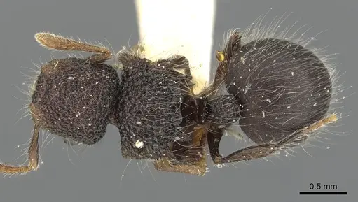 Meranoplus biliran specimen