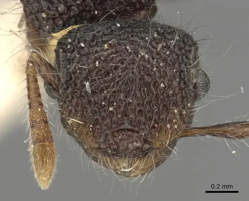 Meranoplus biliran specimen