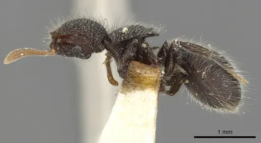 Meranoplus biliran specimen