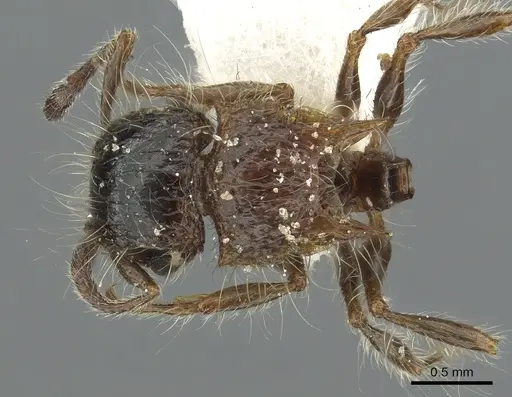 Meranoplus birmanus specimen