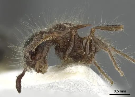 Meranoplus birmanus - CASENT0902034