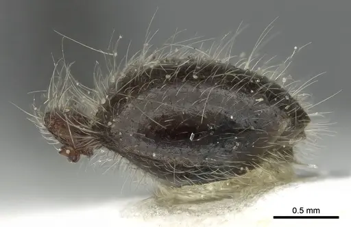 Meranoplus birmanus - CASENT0902034