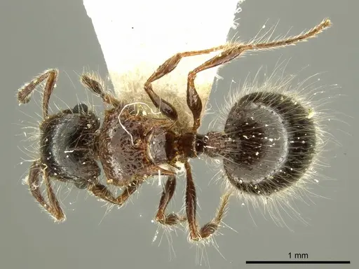 Meranoplus birmanus - CASENT0919716